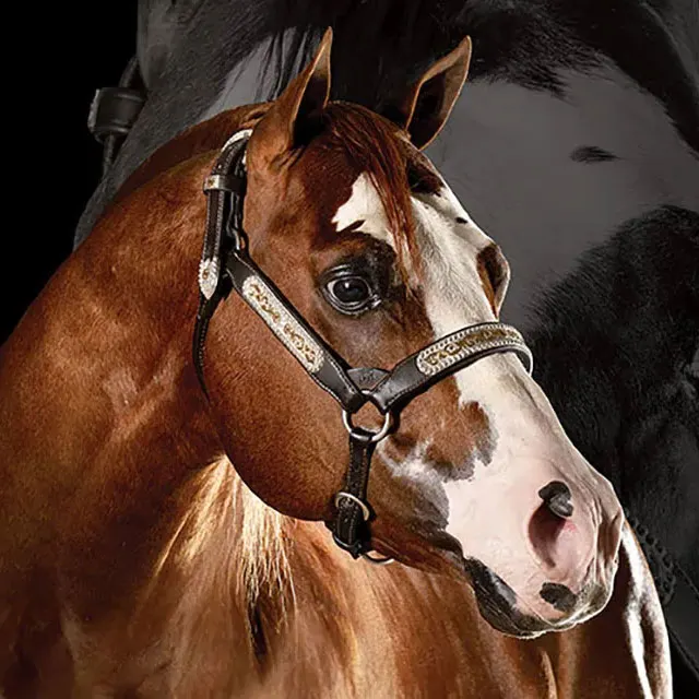 Execute Reigns Supreme as 2025 Breeders’ Futurity Leading Halter Sire