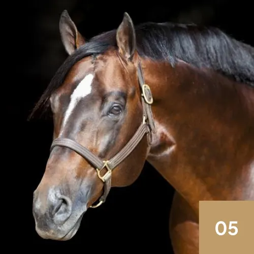 Allocate Your Assets