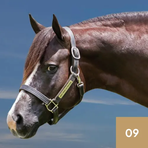 Best Brew At The Bar