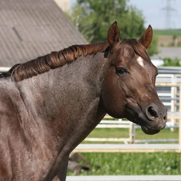 Nederlandse Quarter Horse Associatie Details Nederlandse Quarter Horse Associatie Details
