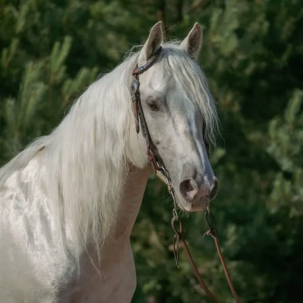 Nederlandse Quarter Horse Associatie Details Nederlandse Quarter Horse Associatie Details