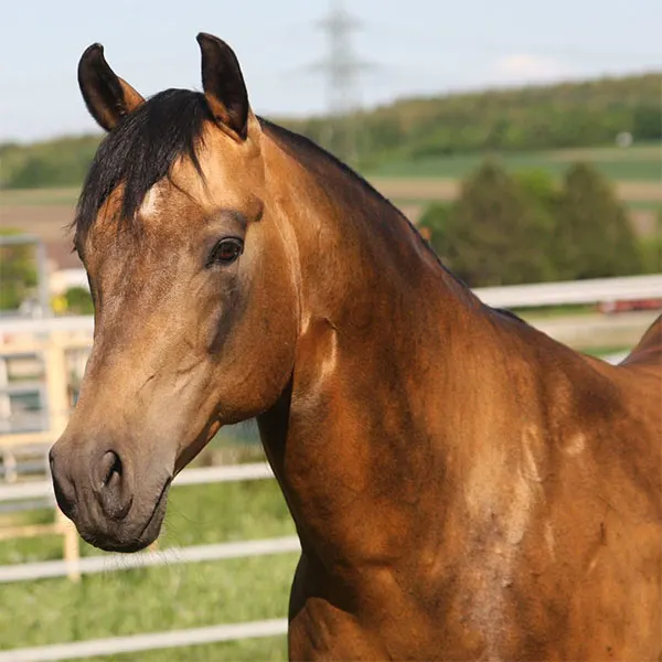 Nederlandse Quarter Horse Associatie Details Nederlandse Quarter Horse Associatie Details