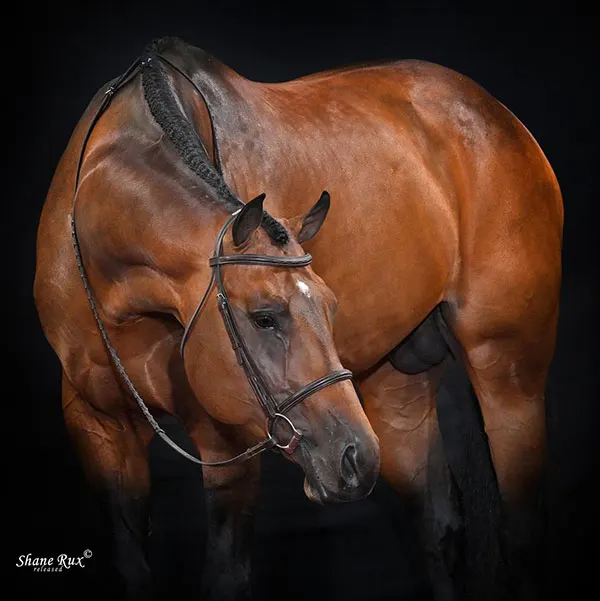NSBA Stallion Incentive Fund Details