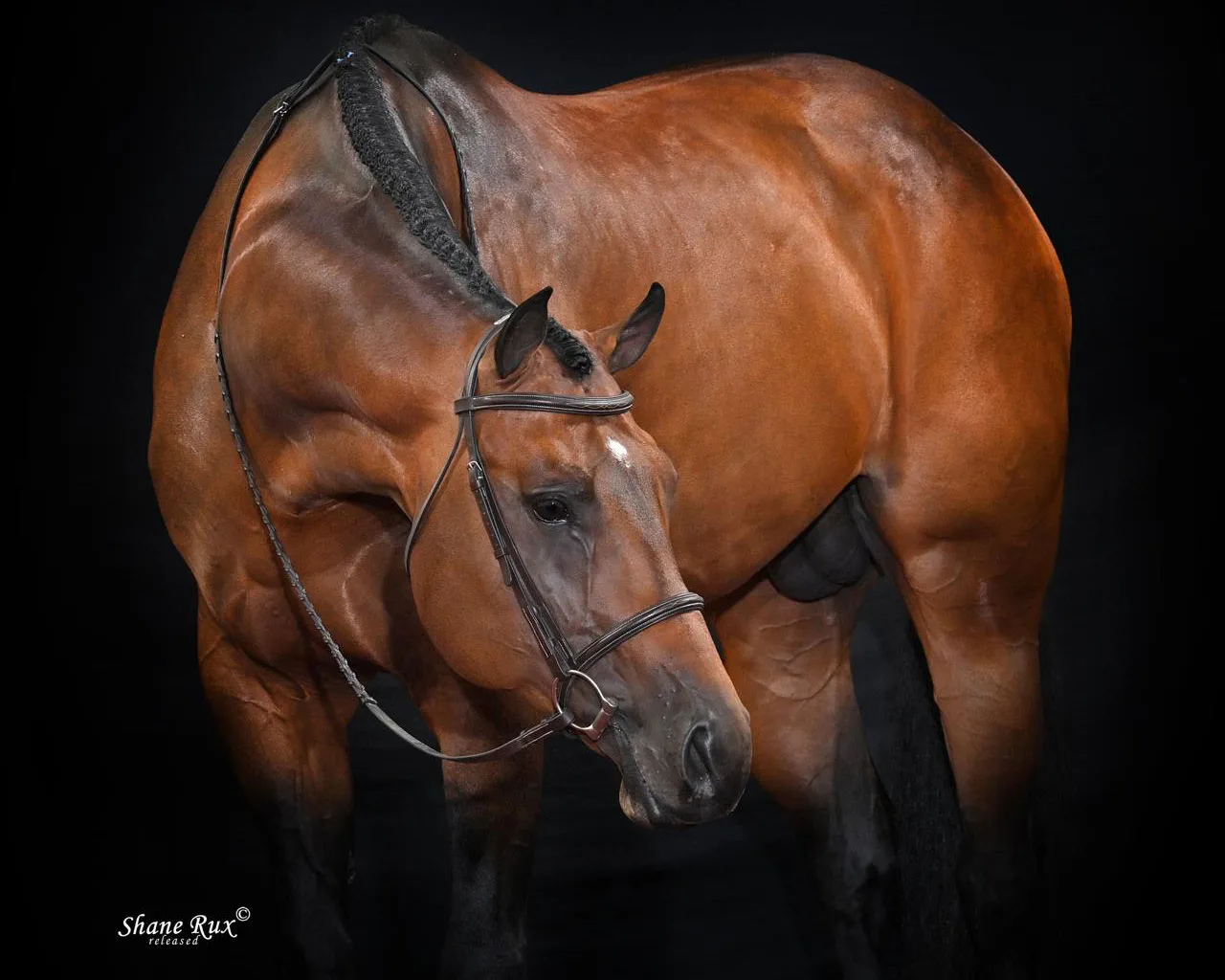 Robin Decruff DGS Legacy Quarter Horse (AQHA ) Stallion Listing | DGS Legacy Stud Fee ...