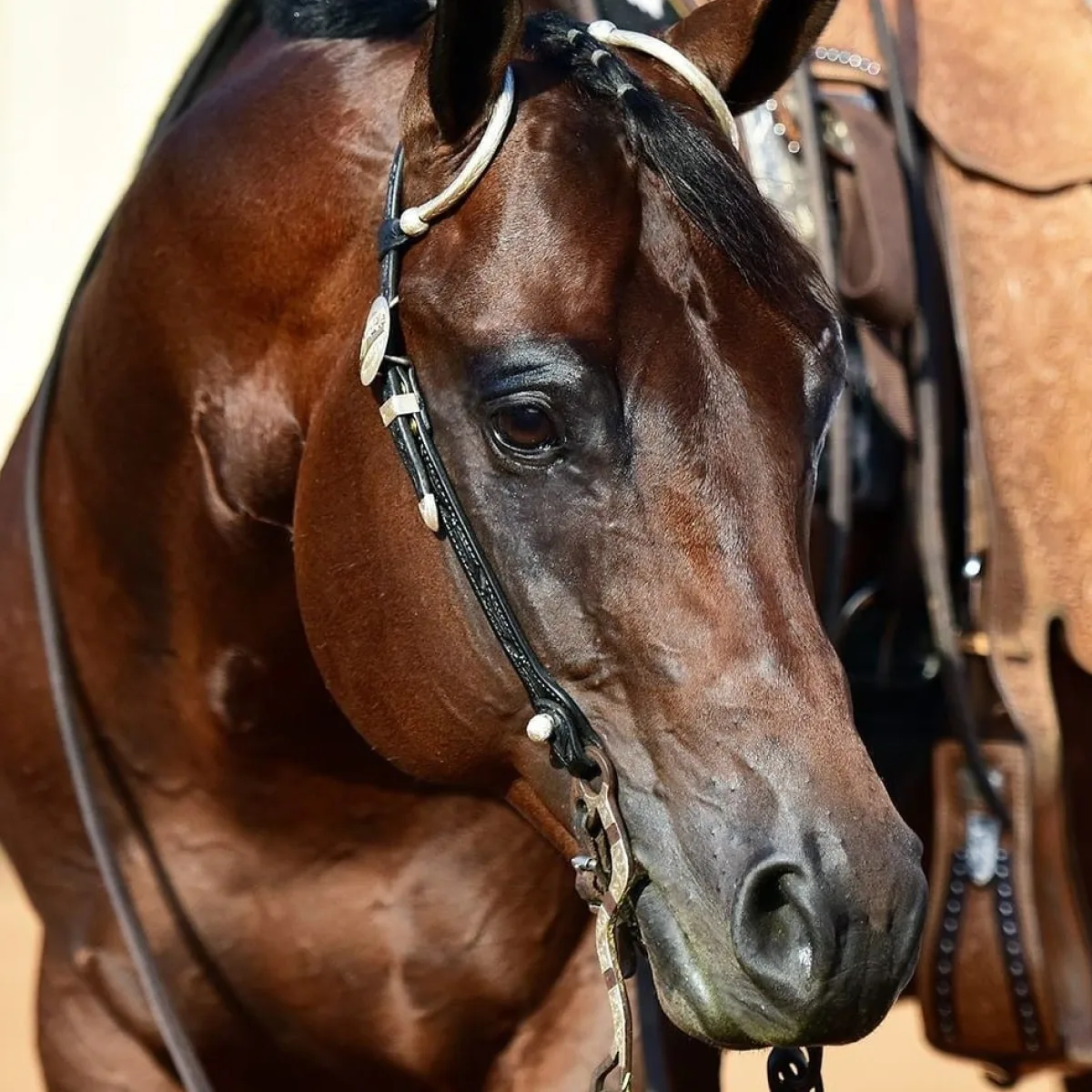 Flexing Guns N Town & Arnaud Girinon: A Run for the Ages, an article ...