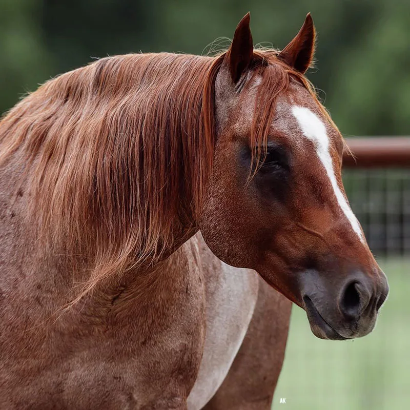 Royal Crown Roping Futurity Details