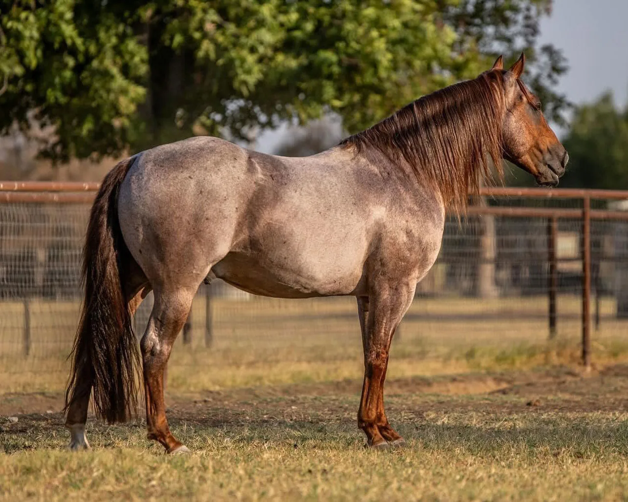 Metallics MVP Metallics MVP