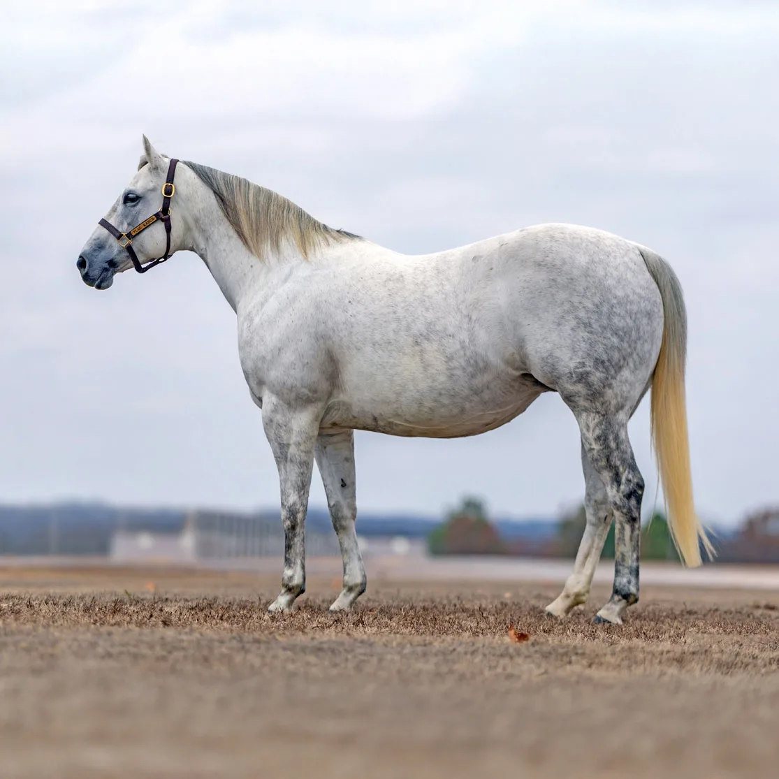 Inside the 43rd Triangle Winter Sale: Bloodlines, Bids, and Breakthrough Performers