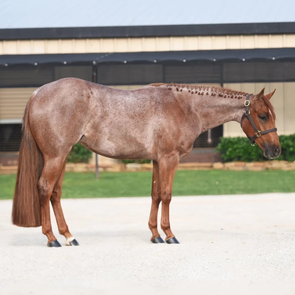 VS Fireproof 2024 Kristen Galyean Mare | Horse Profile | Pedigree ...