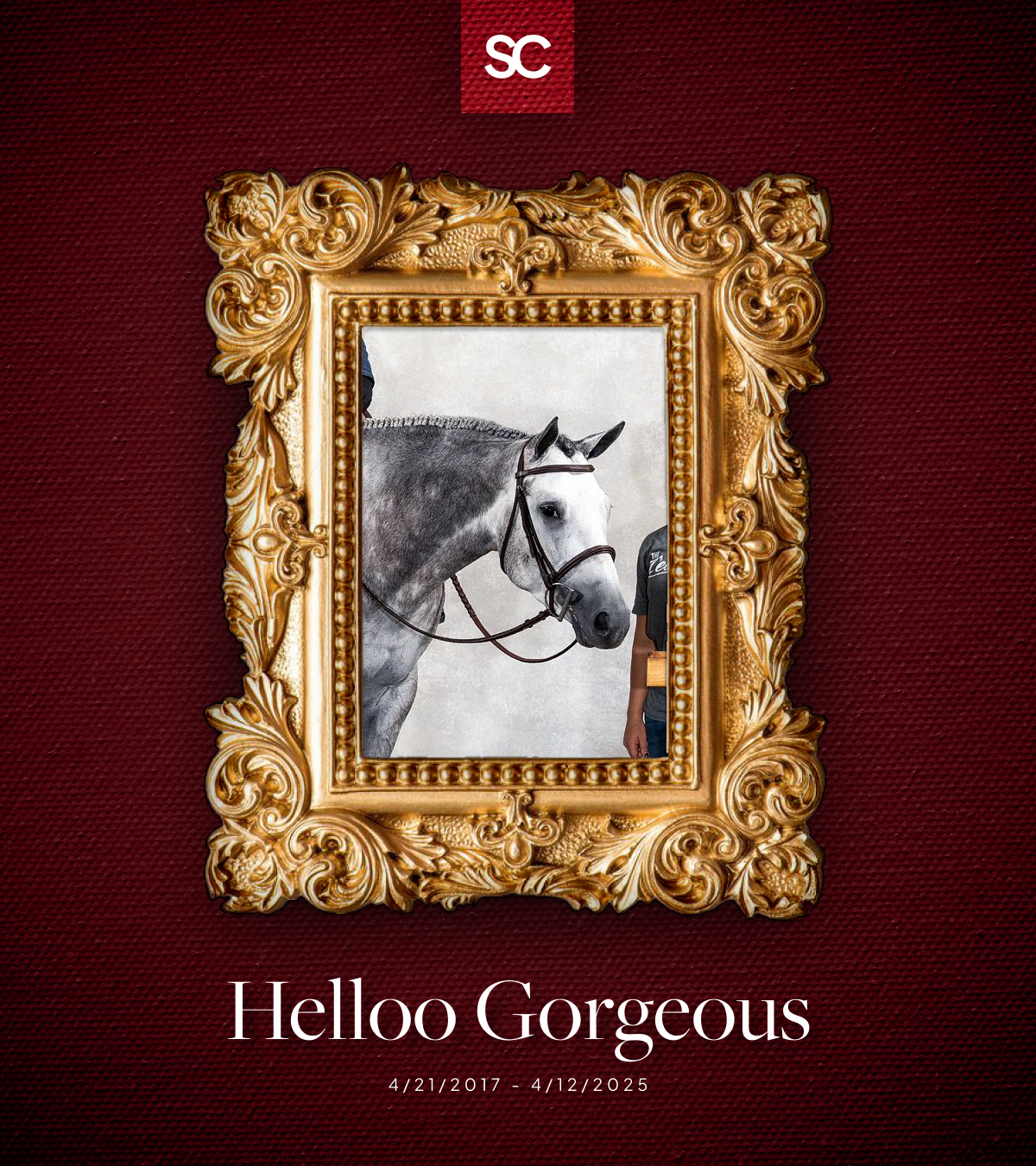 Helloo Gorgeous | StallionCompare.com