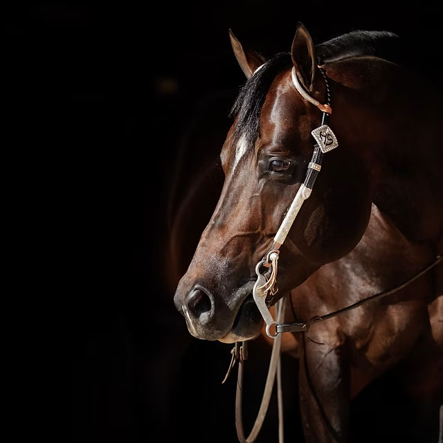 2025 NSBA Yearling Sale Results Exceptional Opportunities at the NSBA