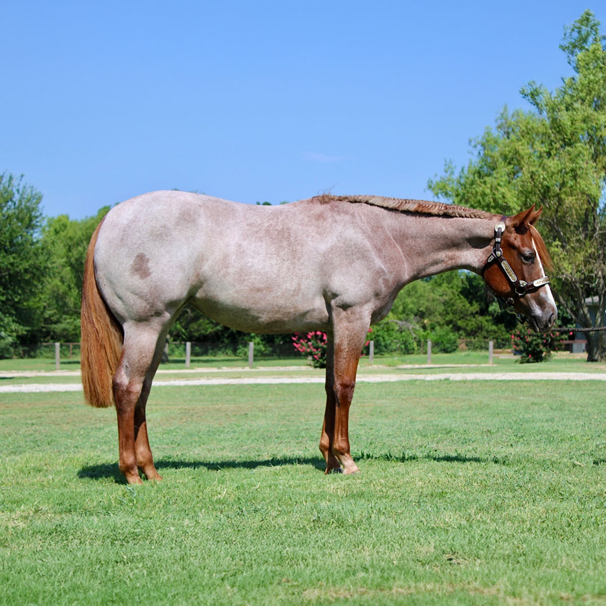 2025 NSBA Yearling Sale Results Exceptional Opportunities at the NSBA