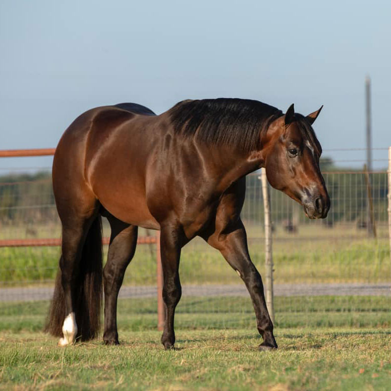 2025 NSBA Yearling Sale Results Exceptional Opportunities at the NSBA