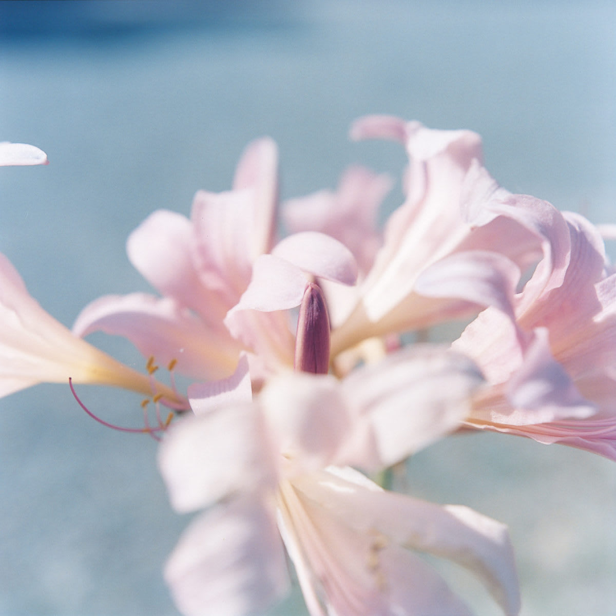 Rinko Kawauchi