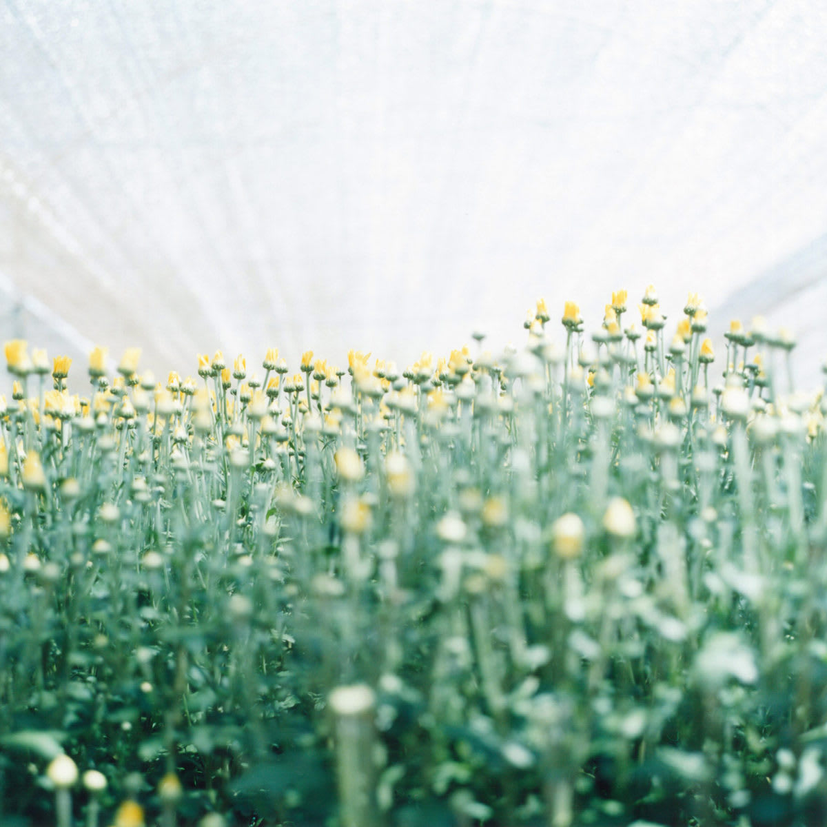 Rinko Kawauchi