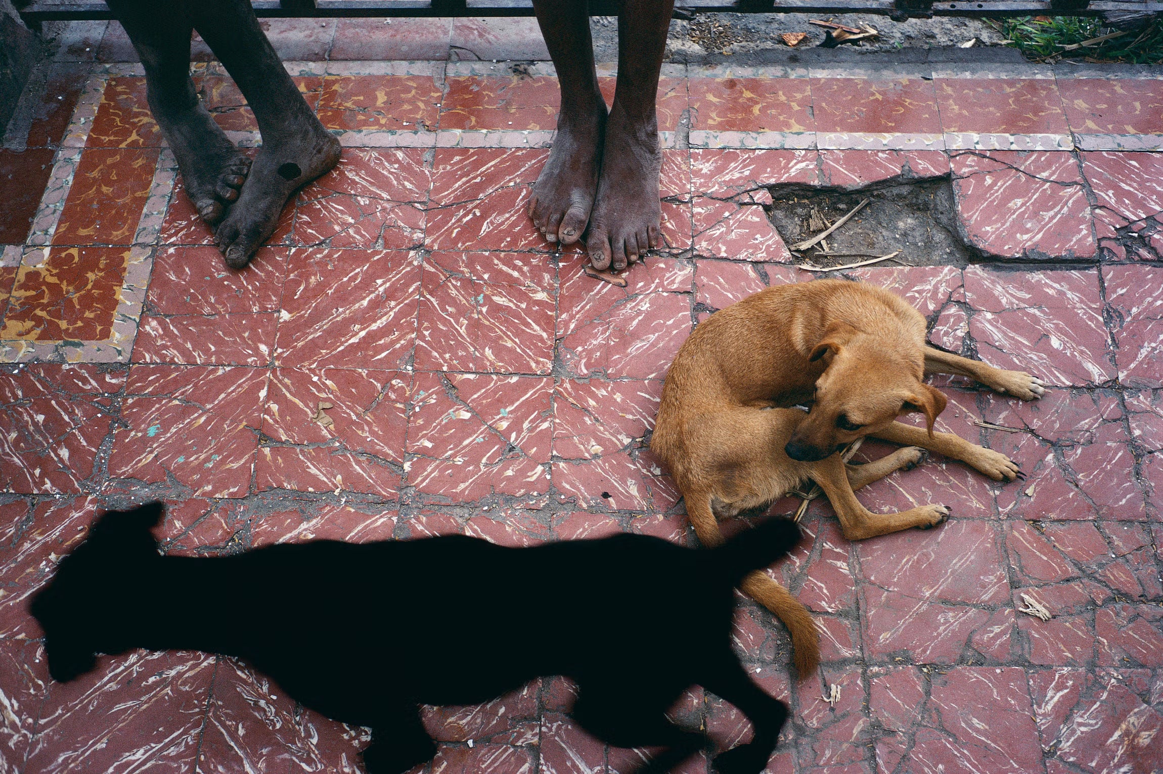Alex Webb