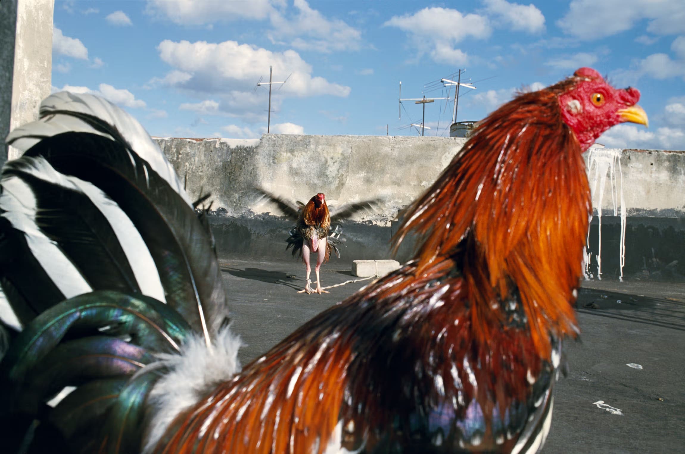 Alex Webb