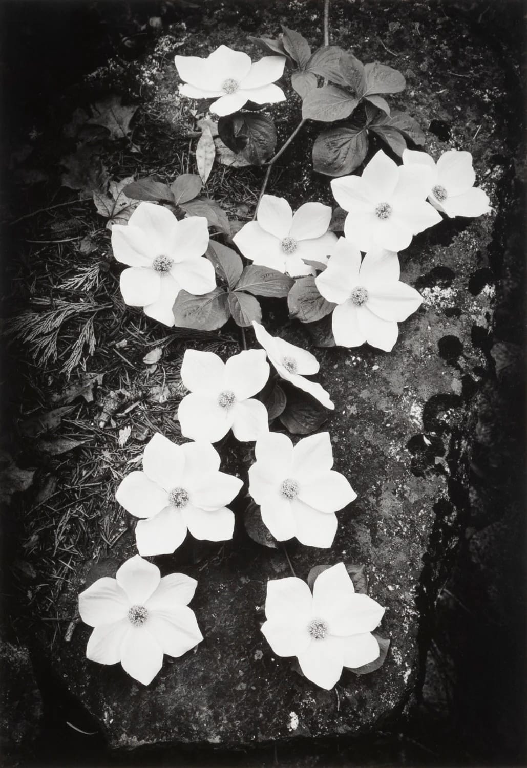 Ansel Adams