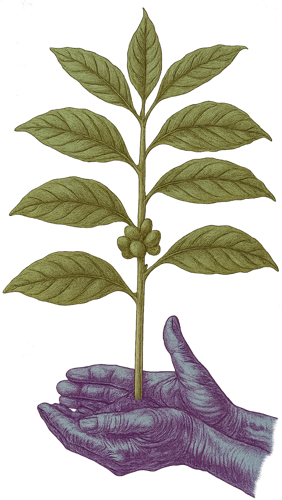 AROMA DE VUELTA A CASA