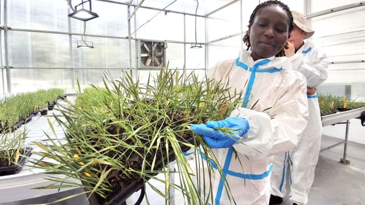 A global system to protect farmers from a persistent threat