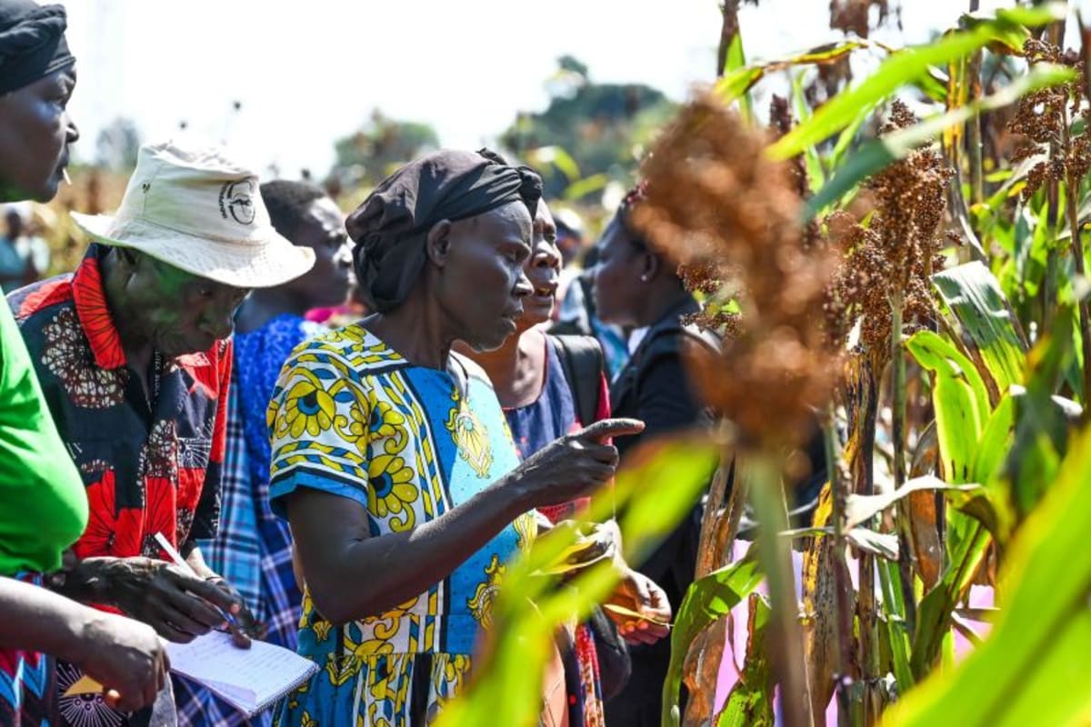 Linking farmers with national genebanks for rapid resilience