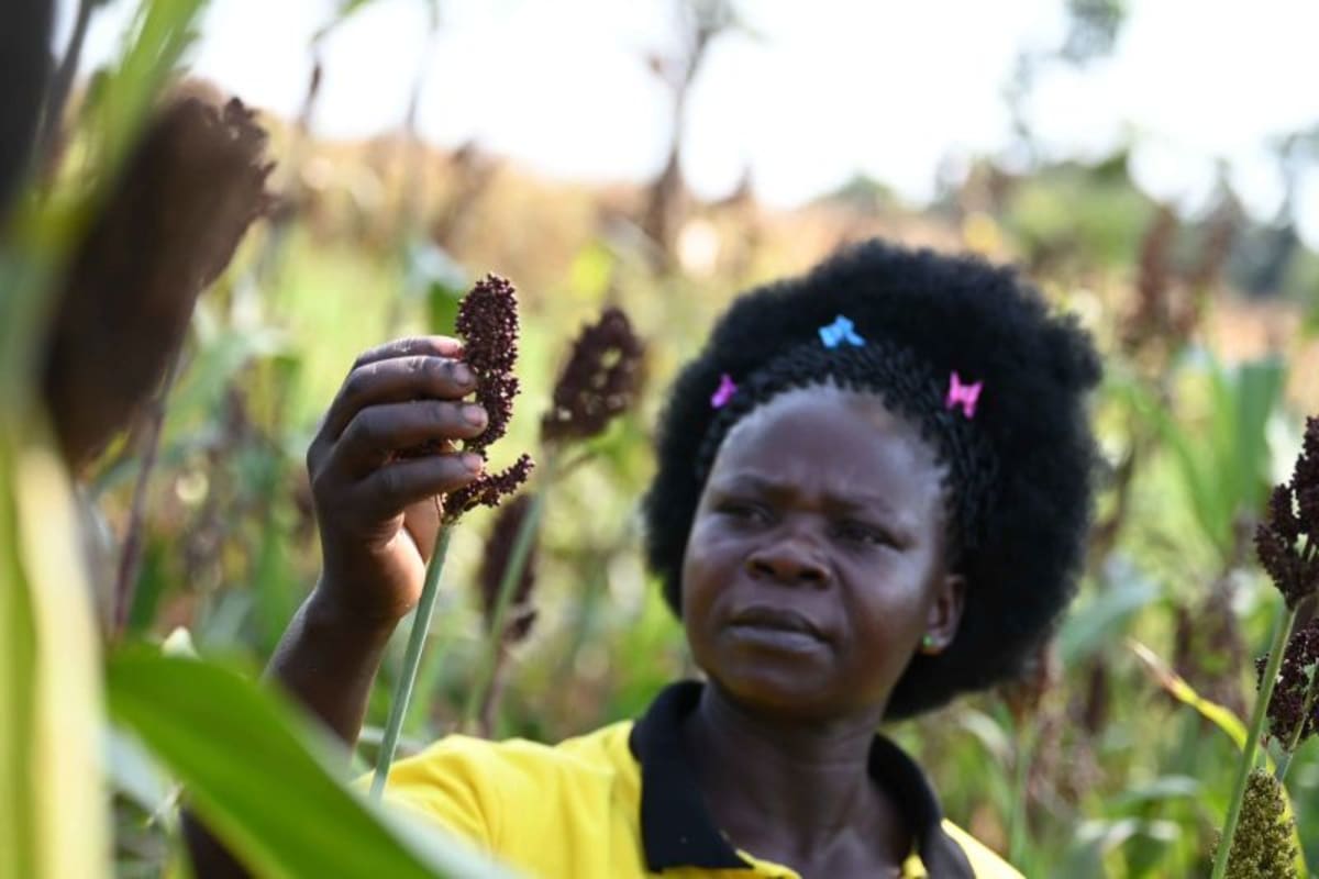 Connecting national genebanks directly with smallholders supports local resilience efforts