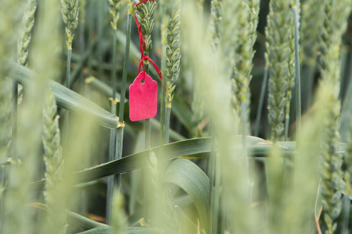 We've released the new precision breeding procedures