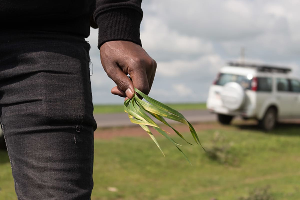 Rust pathologist holding infected plant