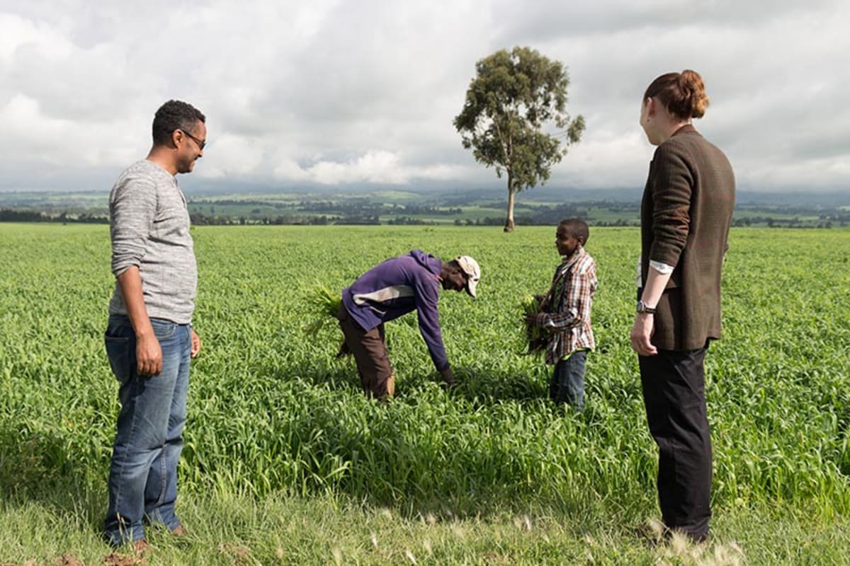 Ethiopian wheat farmers
