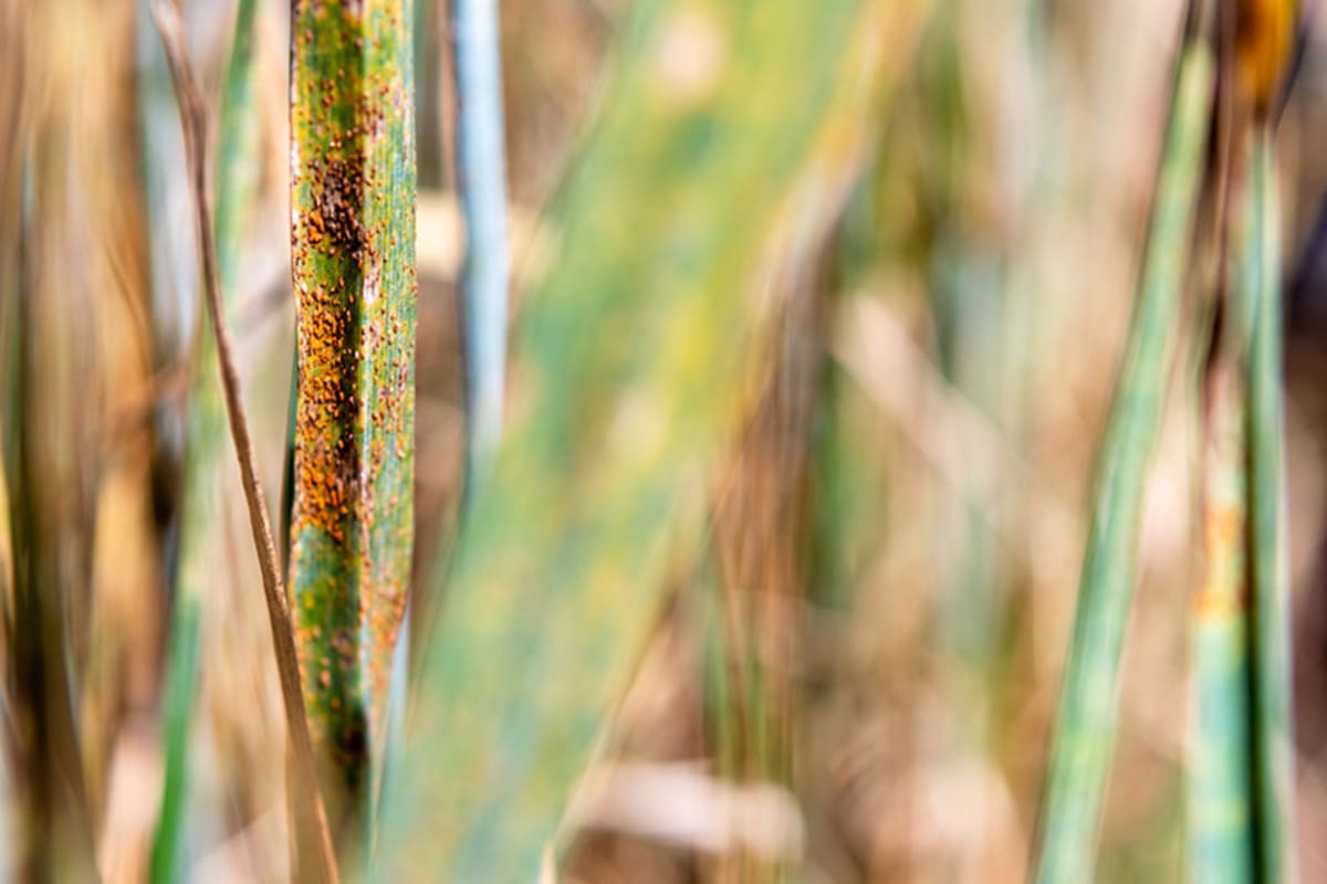 Wheat rust