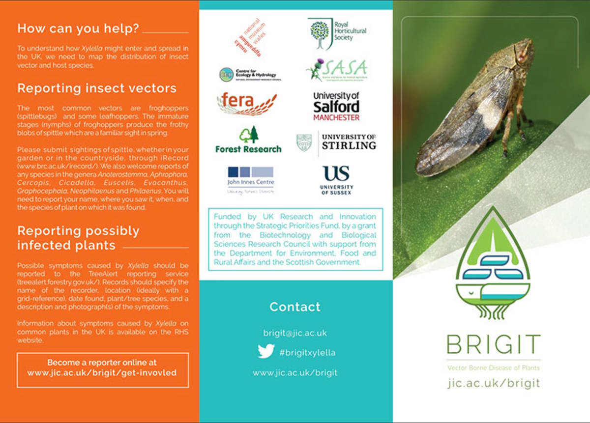 BRIDGIT project