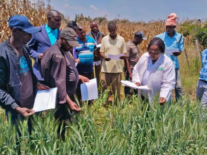 Wheat participatory breeding in Kenya