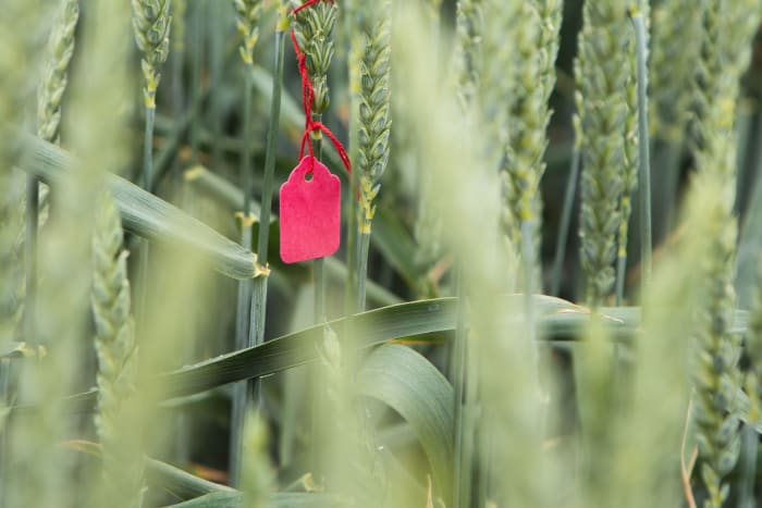 We've released the new precision breeding procedures