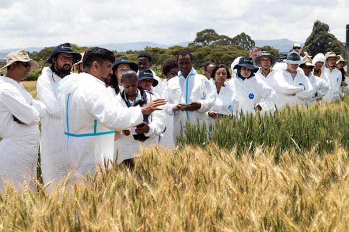 Wheat rust programmes