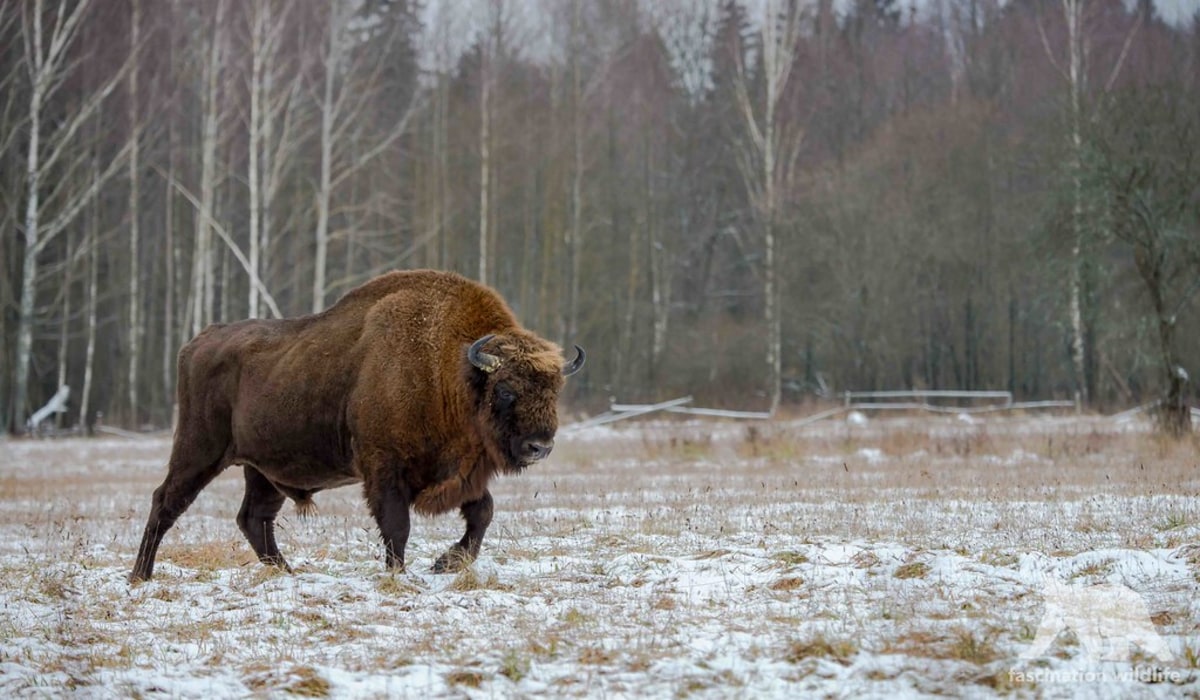 Approchez les derniers bisons sauvages du continent européen dans l'Est de la Pologne, Pologne, Pologne, Pologne, Pologne, Pologne, Pologne