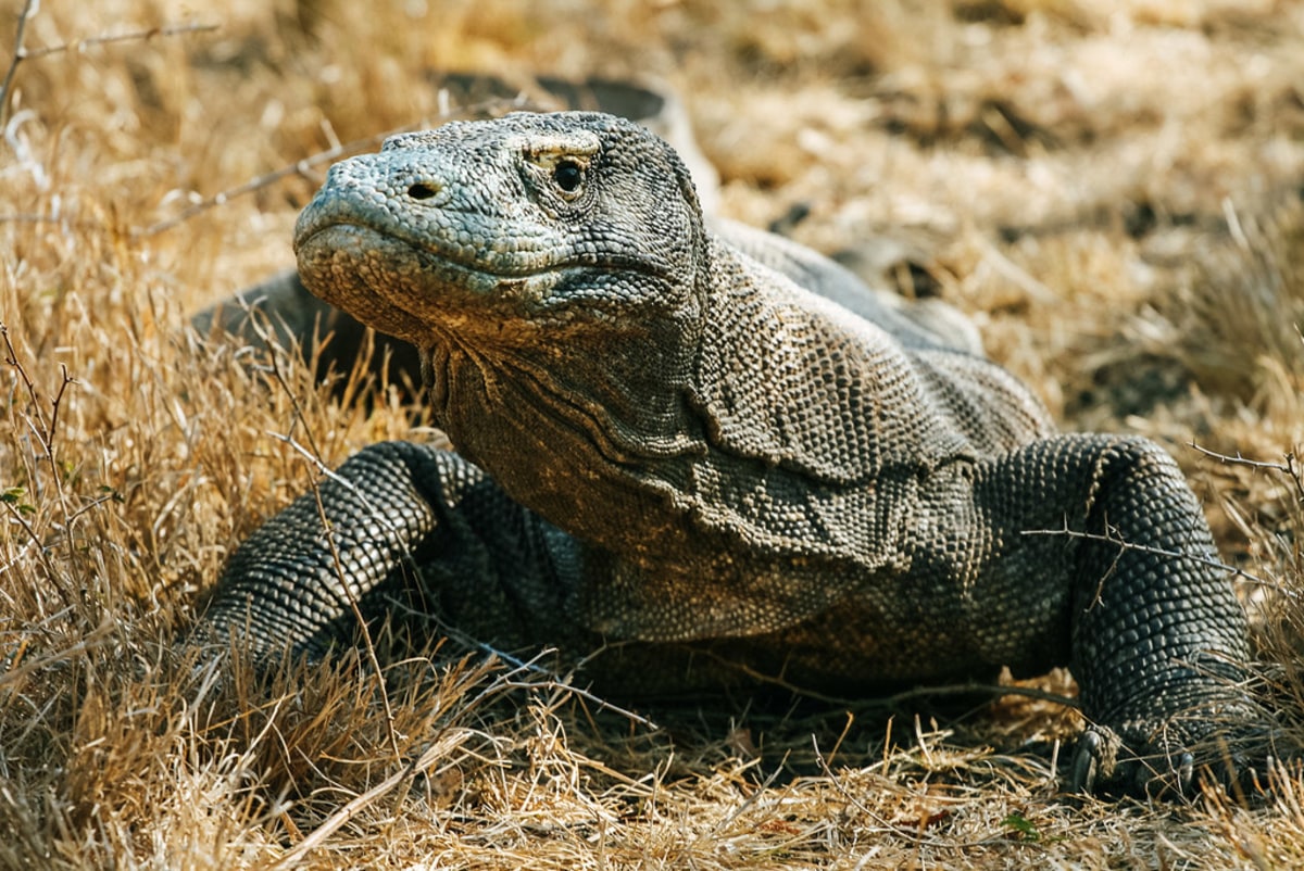 Approchez les légendaires dragons de Komodo, Indonésie
