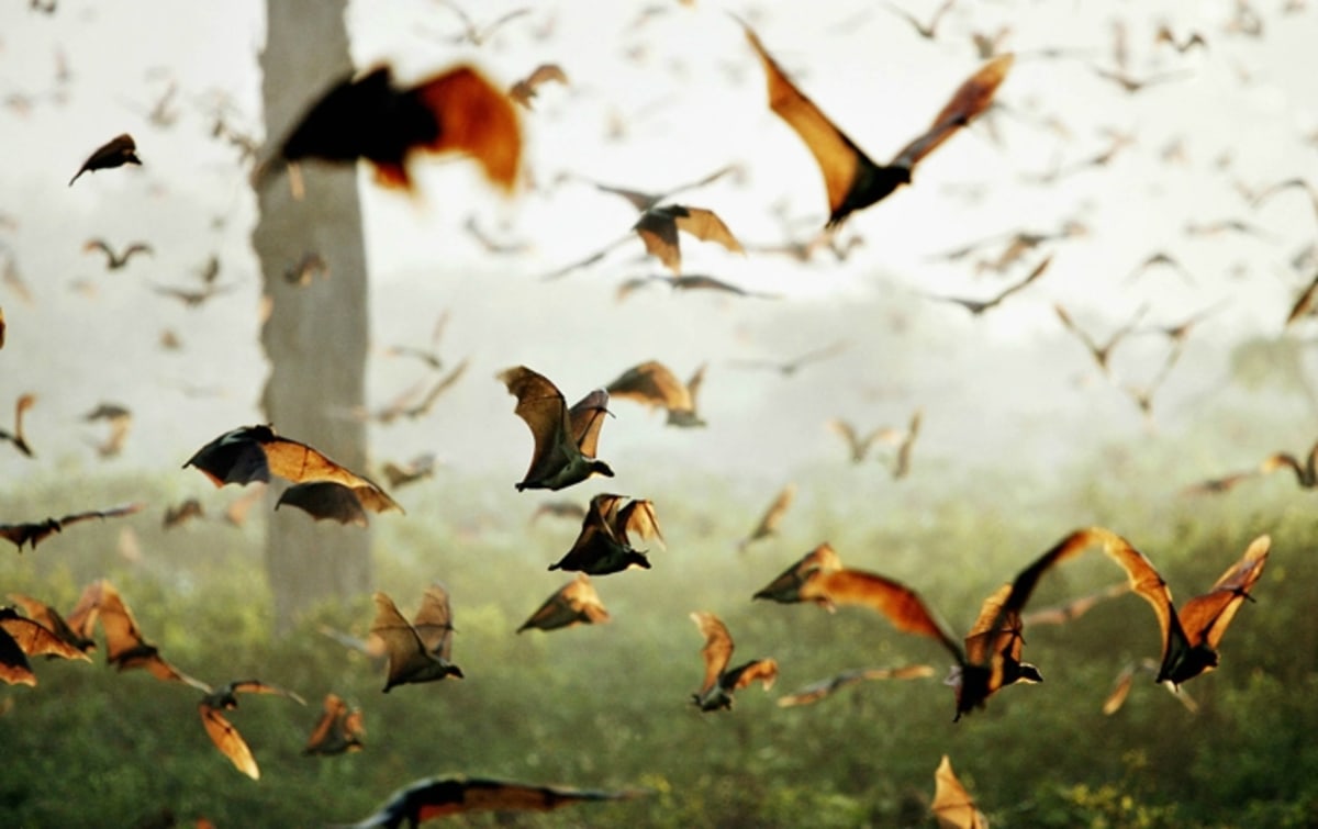Assistez à l'impressionnante migration de millions de chauve-souris dans le Parc national de Kasanka, Zambie