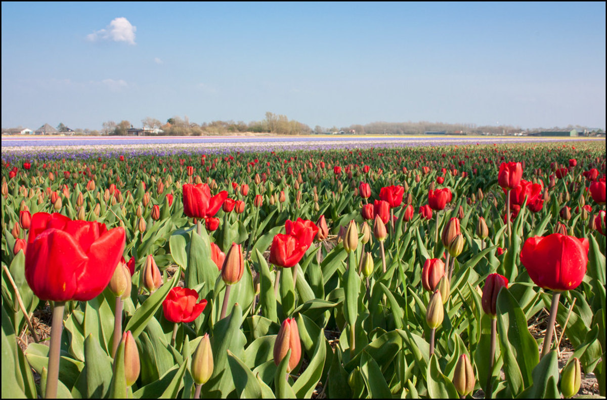 Assistez à la floraison des champs de tulipes aux Pays-Bas, Pays-Bas, Pays-Bas