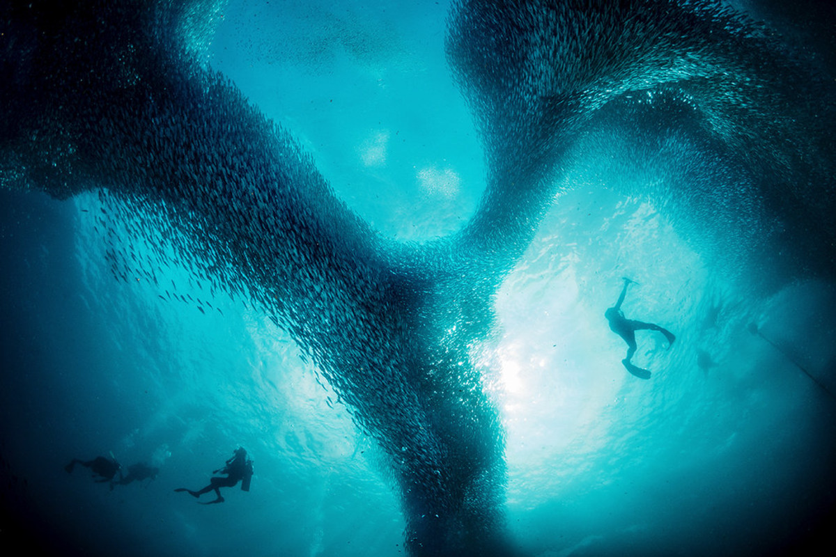 Assistez à la grande migration des sardines en Afrique du Sud, Afrique du Sud