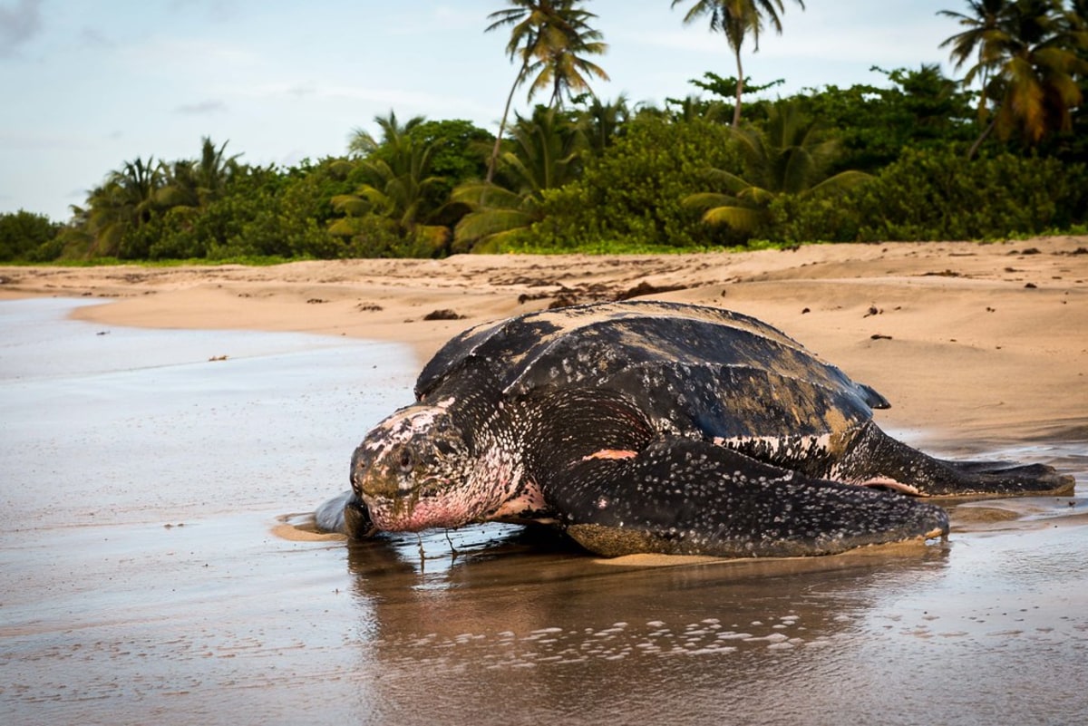 Assistez à la nidification et à la ponte des tortues marines sur les côtes du Panama, Panama