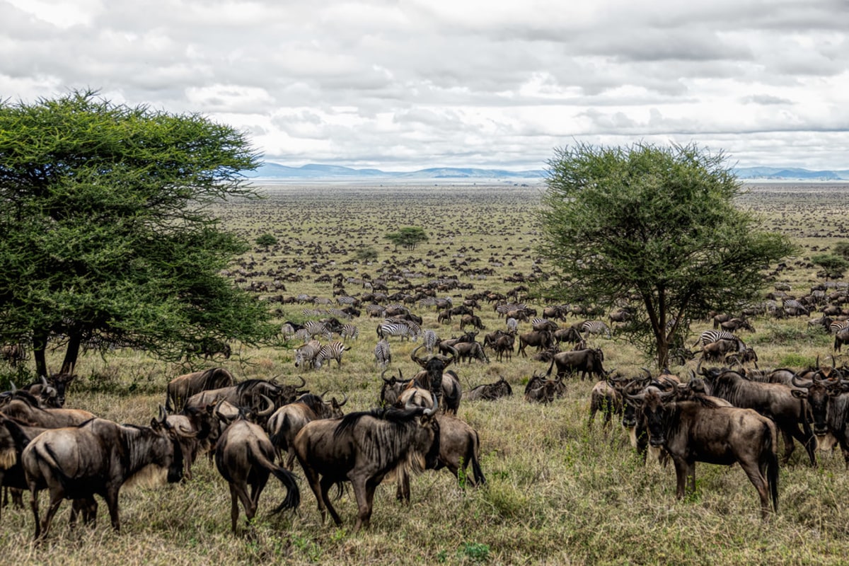 Assistez au rassemblement de centaines de milliers de gnous bleus dans la réserve nationale du Masai Mara, Kenya