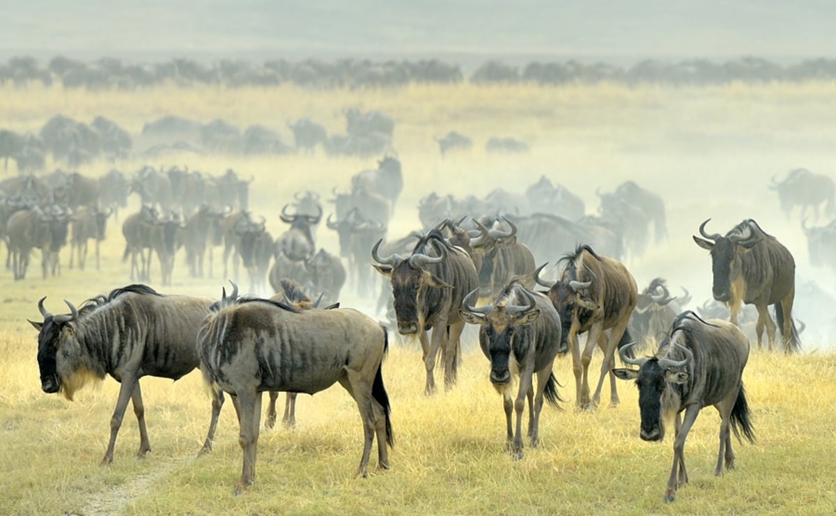 Assistez au rassemblement de centaines de milliers de gnous bleus dans le parc du Serengeti, Tanzanie