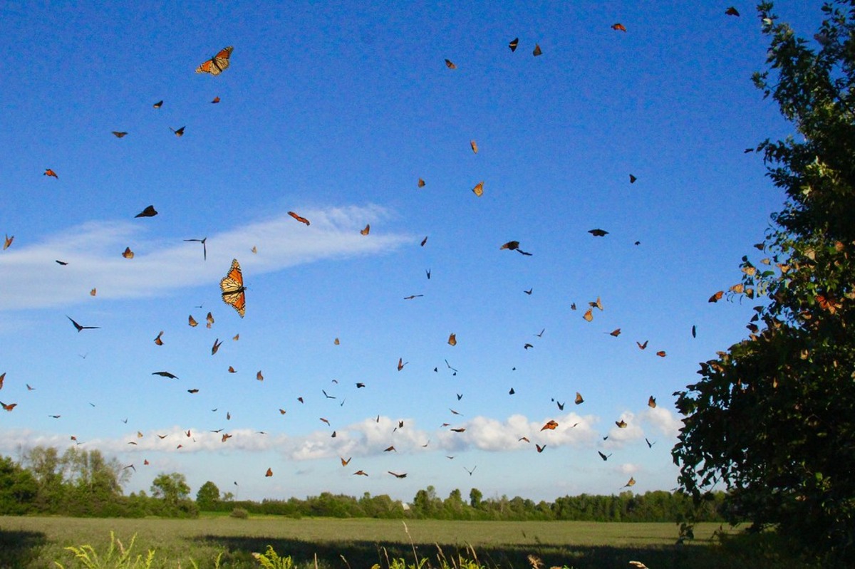 Assistez à la célèbre migration de millions de papillons Monarques, Mexique, Mexique
