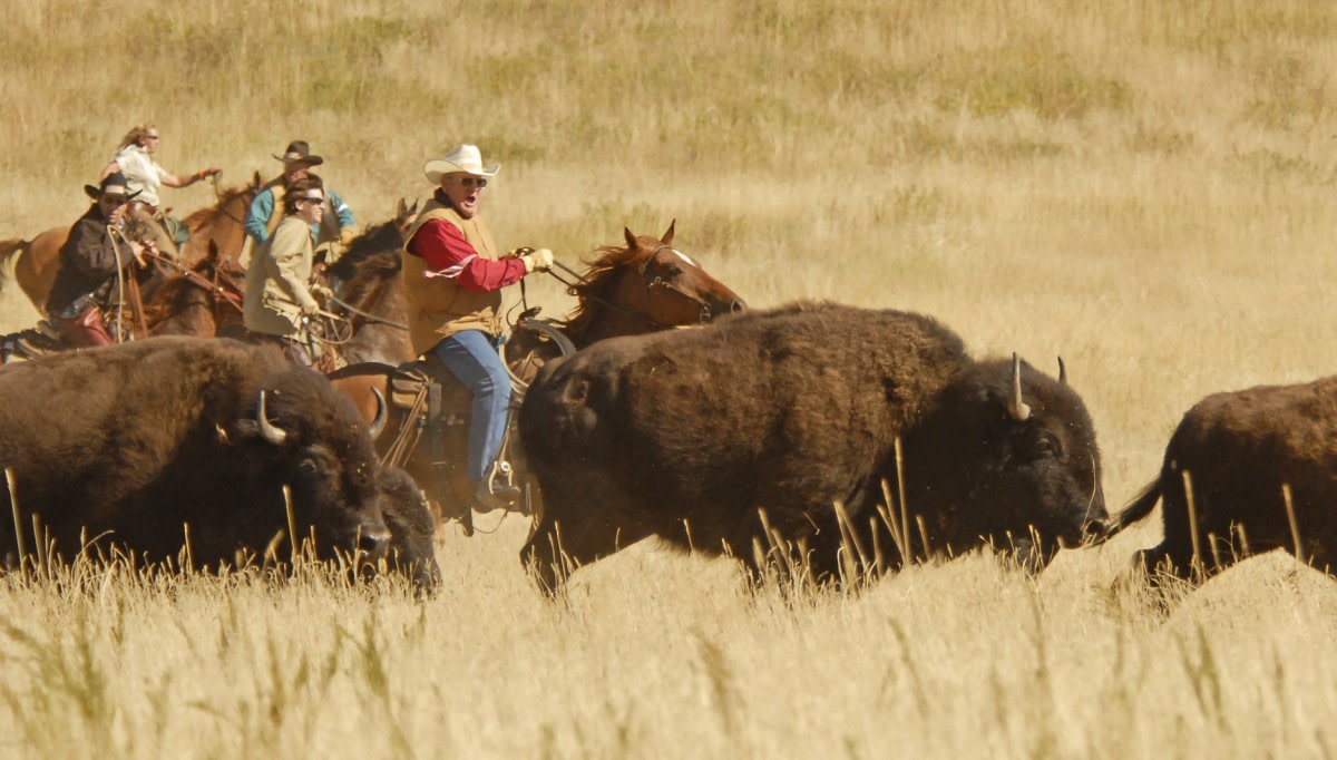 Buffalo Roundup and Arts Festival, États-Unis