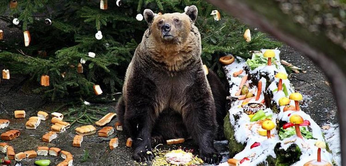 Christmas bear festival, République tchèque