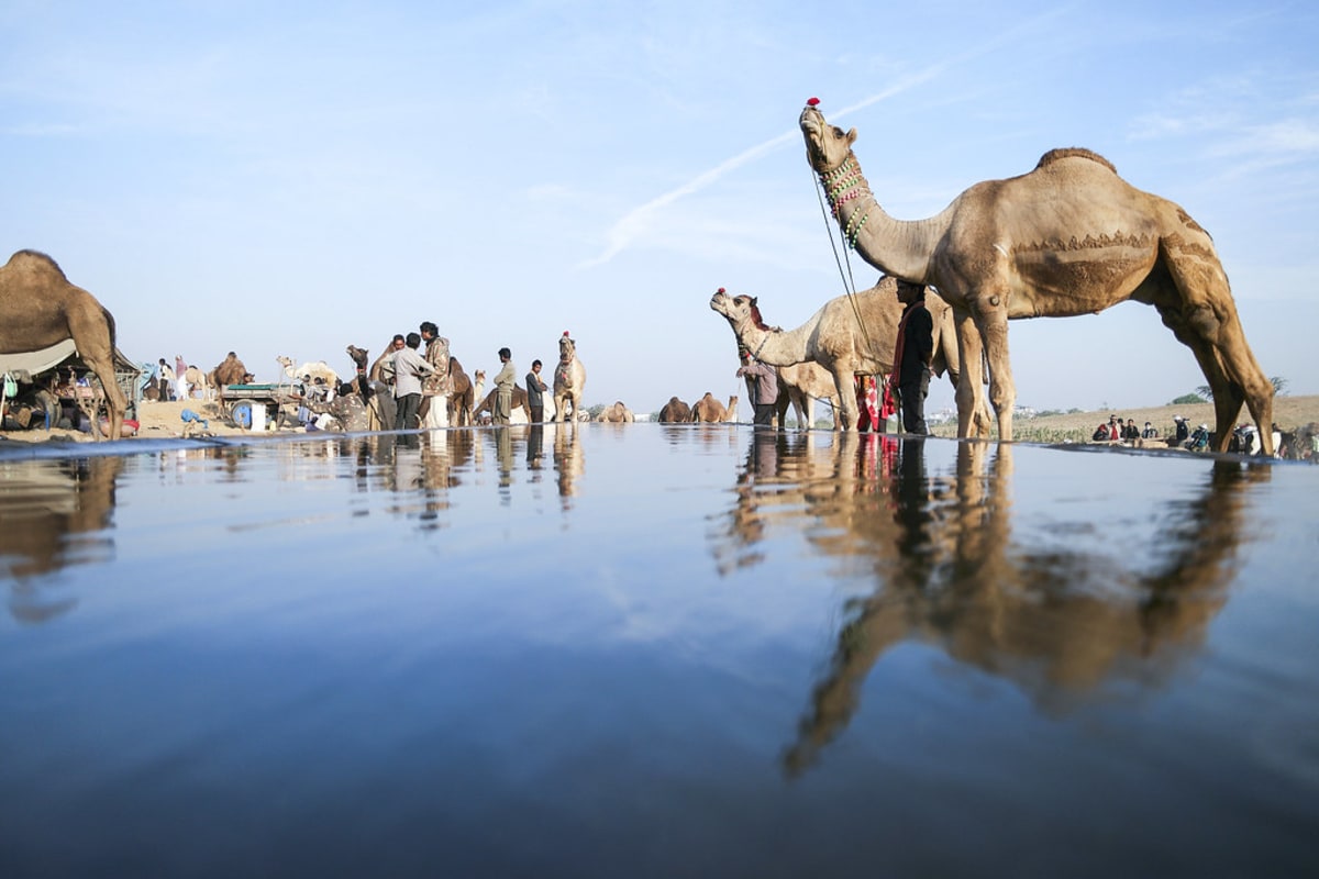 Foire aux chameaux de Pushkar, Inde