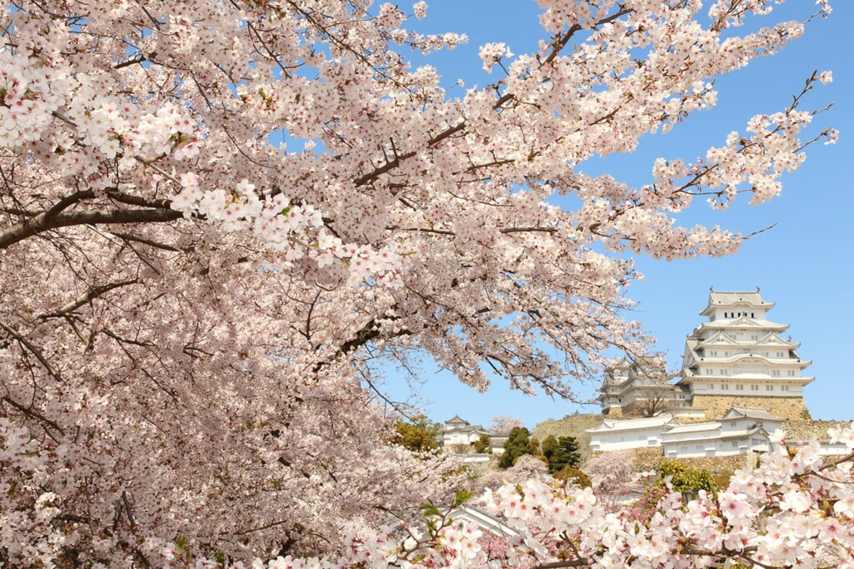 Découvrez la magie des cerisiers en fleur au Japon, Japon