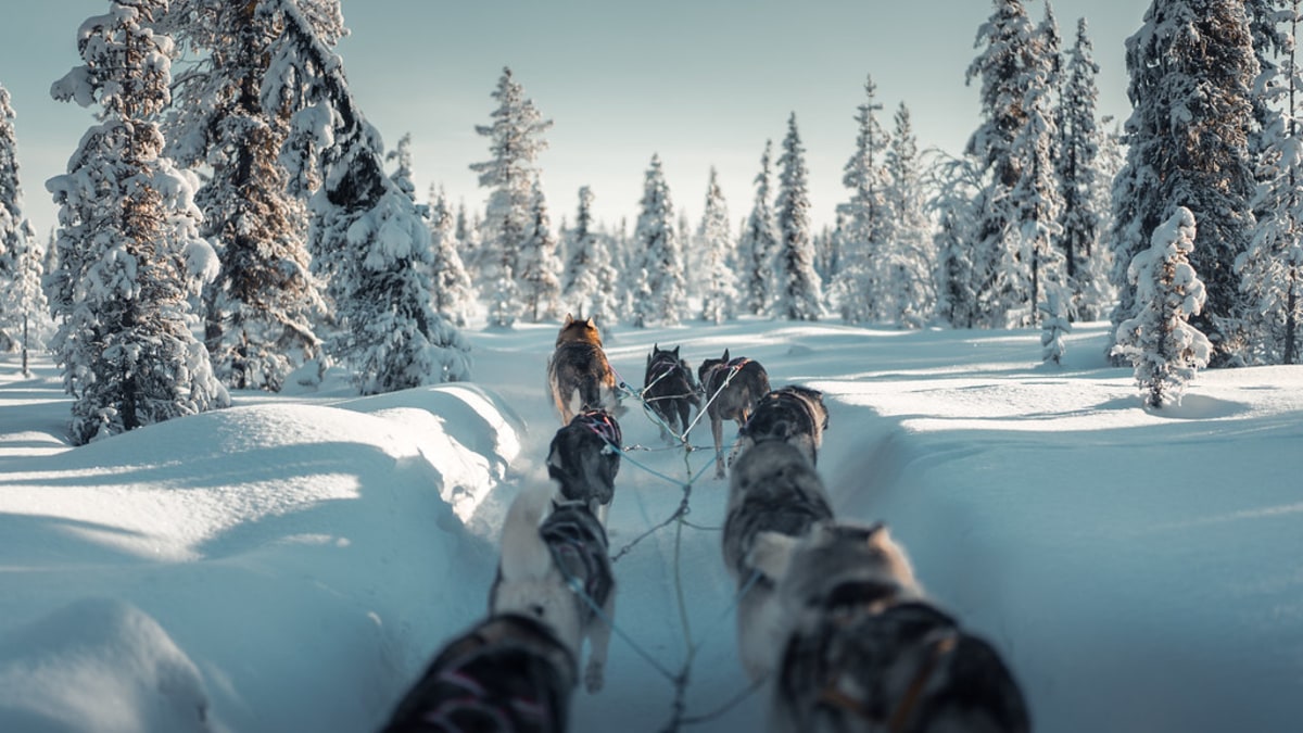 Explorez les grandes étendues de la Laponie suédoise en chiens de traîneau, Finlande, Norvège, Norvège, Suède