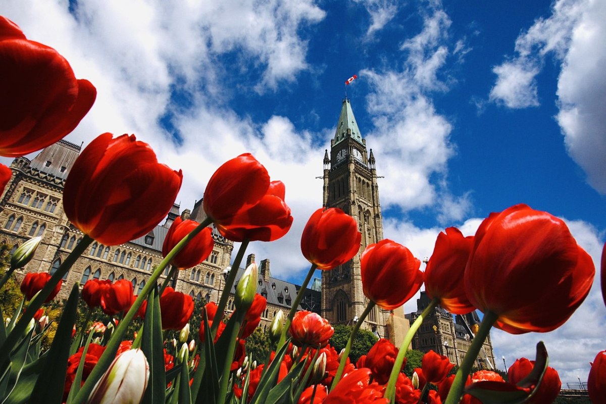 Festival canadien des tulipes, Canada