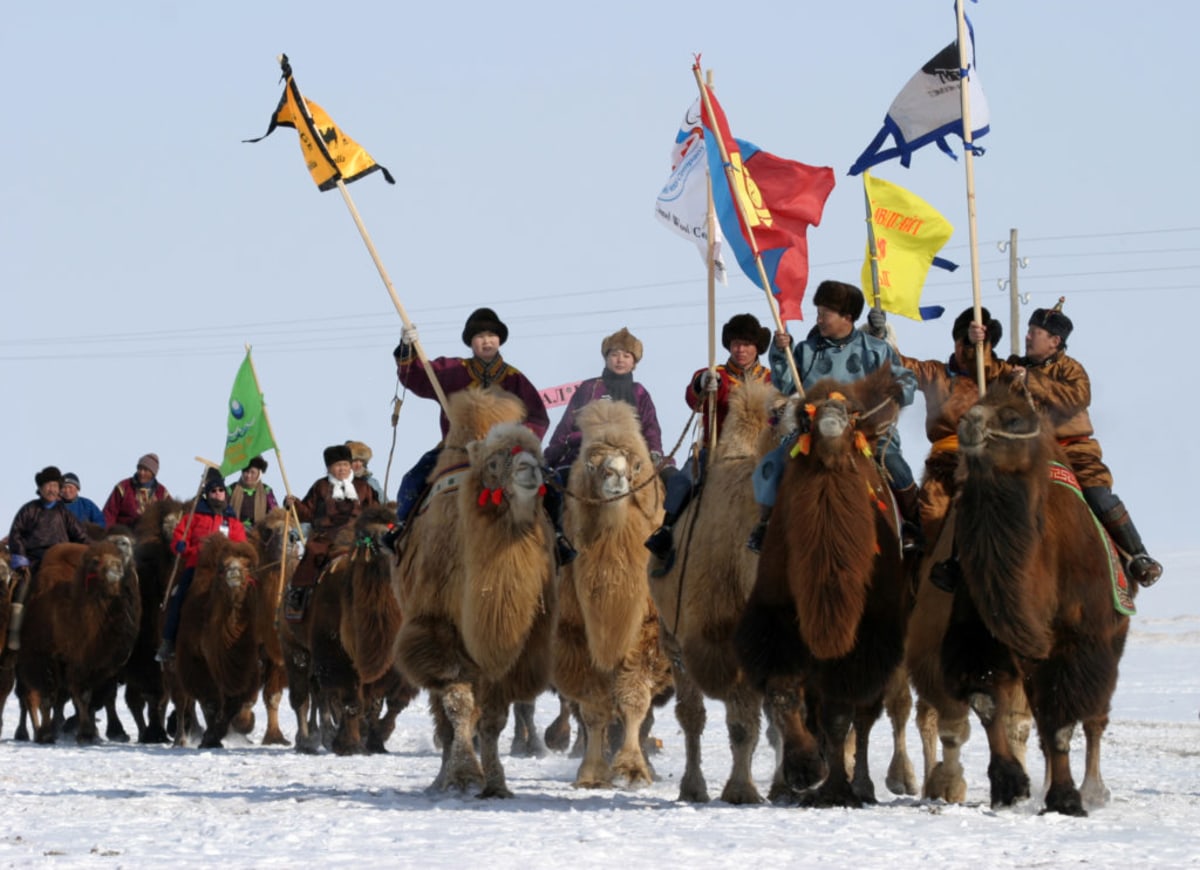 Festival des 1000 chameaux, Mongolie